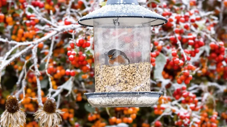Ces 7 plantes attirent encore plus d'oiseaux, sans effort ni dépenses : ne remplissez pas vos mangeoires tout l'hiver pour rien Ces 7 plantes attirent encore plus d'oiseaux, sans effort ni dépenses : ne remplissez pas vos mangeoires tout l'hiver pour rien