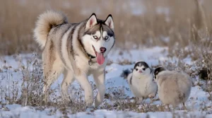 Chiens tueurs de brebis : une problématique encore plus préoccupante que les attaques de loups ?