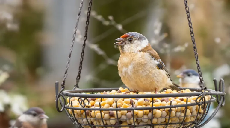 En Angleterre, une idée simple transforme la vie des oiseaux dans les jardins