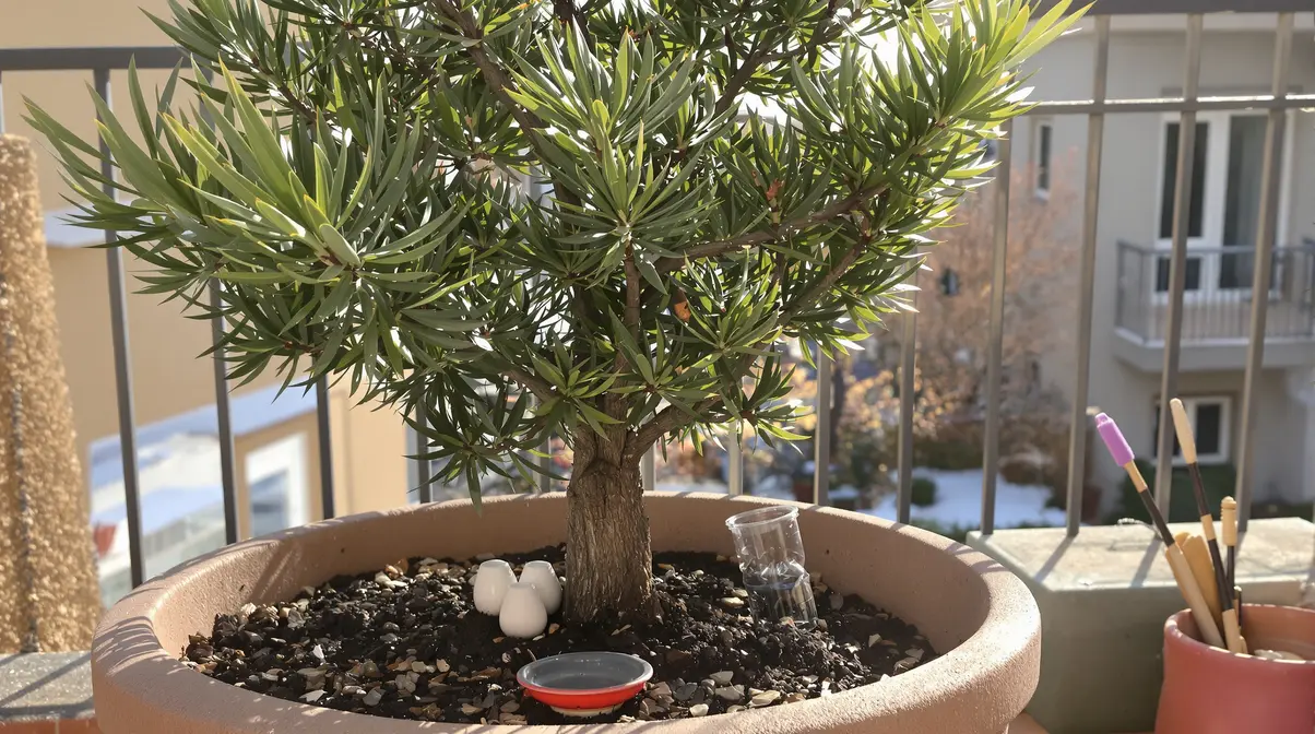Figuier : ce geste de fin d’hiver pour en obtenir un deuxième gratuit chez vous, même débutant Figuier : ce geste de fin d’hiver pour en obtenir un deuxième gratuit chez vous, même débutant