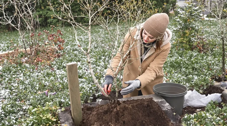 Il résiste à -15°C : le plaqueminier, cet arbre à kaki qui révolutionne les vergers dès sa première année Il résiste à -15°C : le plaqueminier, cet arbre à kaki qui révolutionne les vergers dès sa première année