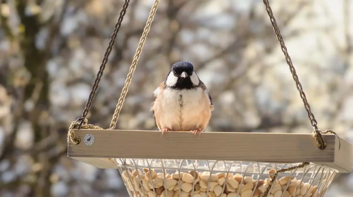 Les amoureux des oiseaux le savent : le signal clair qui indique qu'il faut réduire le nourrissage Les amoureux des oiseaux le savent : le signal clair qui indique qu'il faut réduire le nourrissage