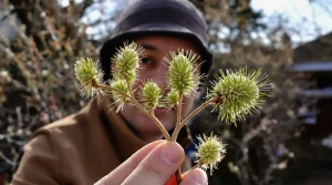 Les anciens bouturaient toujours leur figuier en fin d’hiver avec cette méthode très simple que j’utilise encore