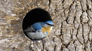 Les ornithologues insistent : ce geste simple change tout pour les oisillons au printemps