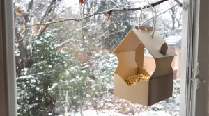 Ne jetez plus vos vieilles boîtes d’œufs : elles sont très utiles au jardin pour nourrir et attirer les oiseaux cet hiver
