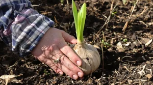 Plantez-les maintenant : ces fleurs reviennent chaque année vous émerveiller au jardin