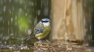 Quelle est la signification de la présence de mésanges dans mon jardin ?