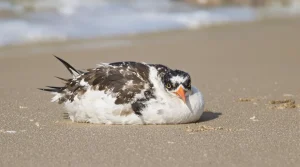Tempête Nils : « 8 000 macareux moines retrouvés morts ou affaiblis sur le littoral atlantique », alerte la Ligue
