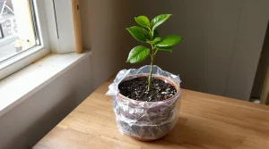 Testée et approuvée : la technique qui transforme une simple branche de citronnier en futur arbre