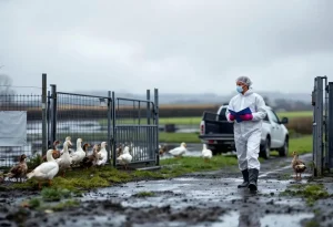 Un foyer de grippe aviaire détecté dans un élevage de canards en Bretagne, l’alerte est donnée