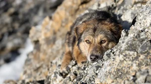 Affamé et perdu en montagne, un chien enfin retrouvé neuf jours plus tard à 1 900 mètres d’altitude