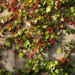 Ces 10 plantes grimpantes à baies transforment un mur nu en refuge à oiseaux, et peu les plantent