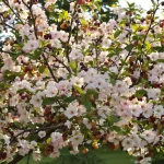 Ces 8 arbres fruitiers hybrides à fleurs, rares au jardin, attirent une foule d’oiseaux sans mangeoires