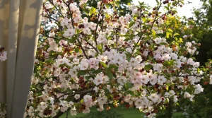 Ces 8 arbres fruitiers hybrides à fleurs, rares au jardin, attirent une foule d’oiseaux sans mangeoires