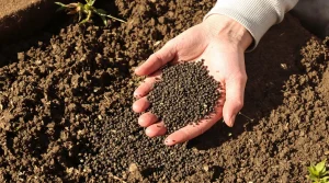 Cette fleur légère à semer en mars garde votre jardin fleuri tout l&rsquo;été sans effort