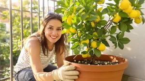 Citronnier qui ne donne rien : ce déchet de cuisine à enterrer au pied le fait crouler sous les fruits