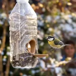 Comment une simple bouteille plastique devient une mangeoire idéale pour les oiseaux
