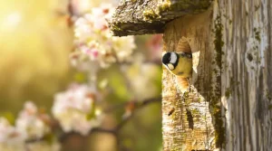Frelon asiatique : cet oiseau du jardin protège vos abeilles si vous l’attirez dès mars