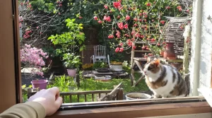 Jamais mon jardin n’a attiré autant d’oiseaux depuis que j’ai planté ces 3 arbustes clés méconnus