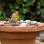 Jardin : cet abreuvoir pour oiseaux en récup évite un piège mortel qui les décime été comme hiver