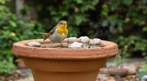 Jardin : cet abreuvoir pour oiseaux en récup évite un piège mortel qui les décime été comme hiver