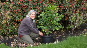 Les anciens les plantaient partout : ces arbustes oubliés font revenir les oiseaux au jardin