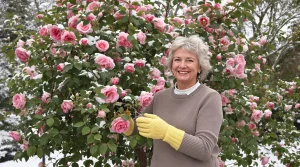 Mars : taillez vos lauriers-roses maintenant et boostez vraiment leur floraison abondante