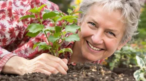 Mes framboisiers produisent chaque été depuis 10 ans grâce à cette règle d’or à la plantation