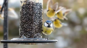 Oiseaux du jardin : cette graine très commune les fait affluer, à condition de la placer au bon endroit