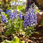 À planter maintenant : cette vivace aux fleurs bleues attire les abeilles et sublime le jardin