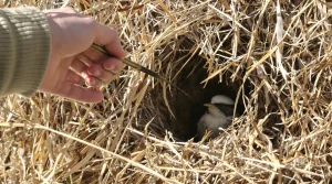Pour protéger la nidification des oiseaux, la taille des haies est désormais arrêtée dès le 16 mars