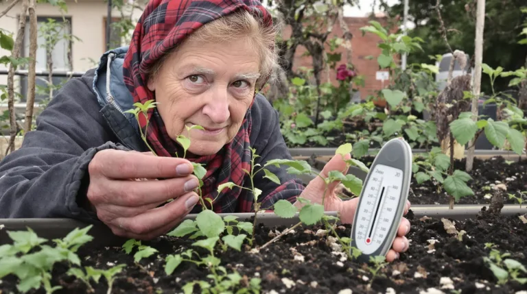 Semer les tomates trop tôt ou trop tard ? La date clé que les maraîchers guettent arrive enfin Semer les tomates trop tôt ou trop tard ? La date clé que les maraîchers guettent arrive enfin