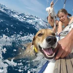 TÉMOIGNAGE. Ils sauvent un chien tombé à la mer : « Il nous regarde, nage vers nous comme si sa vie en dépendait »