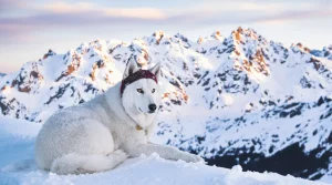 Une action solidaire s’organise en Béarn pour retrouver le chien perdu d’un randonneur héliporté