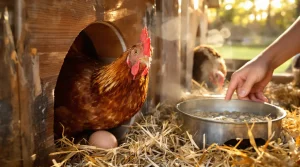 4 astuces simples pour booster la ponte de vos poules