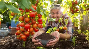 9 jardiniers sur 10 oublient cet engrais naturel qui booste la récolte des tomates, voici pourquoi