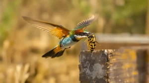 Aucun piège à frelons n’est aussi efficace : cet oiseau revient en France chaque avril pour faire le ménage