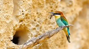 Cet oiseau multicolore revient en France en avril et piège les frelons comme aucun piège ne le fait