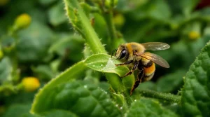 Découverte : les bourdons piquent les plantes pour les faire fleurir plus tôt, voici pourquoi