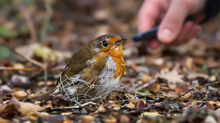 Des braconniers capturent des rouges-gorges : la vérité sur ce qu’ils en font Des braconniers capturent des rouges-gorges : la vérité sur ce qu’ils en font
