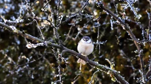 Des orites dans mon jardin : qui sont ces petits oiseaux et pourquoi elles s’installent chez moi ?