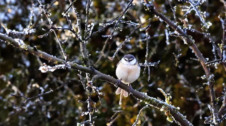 Des orites dans mon jardin : qui sont ces petits oiseaux et pourquoi elles s’installent chez moi ?