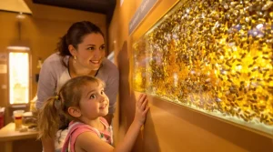 « Elles émerveillent tout le monde » : découvrez le premier musée sensoriel des abeilles à Bormes-les-Mimosas