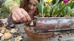Jacinthe, jonquille, tulipe : comment bien conserver les bulbes une fois les fleurs fanées ?