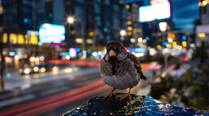 Le grand témoin : le stress urbain est une contrainte majeure pour les populations d’oiseaux