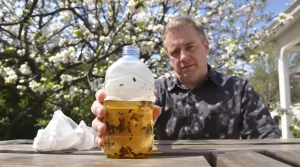 Les frelons asiatiques sont de retour : pourquoi le piège maison n’est pas une bonne idée