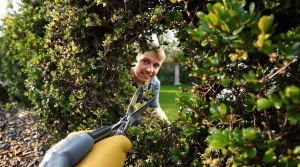 N’achetez plus d’arbustes pour votre haie : une astuce comble les trous en quelques semaines