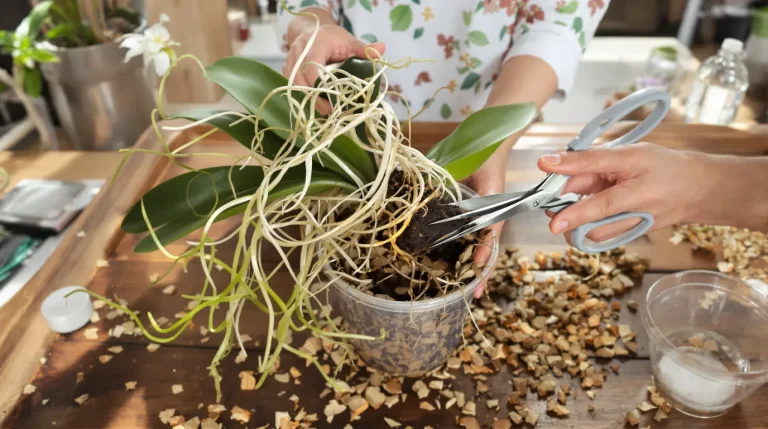 Quand couper les racines de vos orchidées et pourquoi ce geste change vraiment leur santé