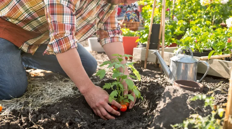 Quand planter vos tomates cerises pour une production abondante : la période à ne pas manquer Quand planter vos tomates cerises pour une production abondante : la période à ne pas manquer