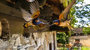Qui sont les prédateurs des hirondelles ? La vérité sur leurs principaux ennemis naturels